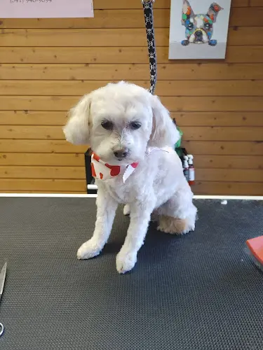 Dog trainer The Puppy Parlor Bend