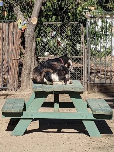 Rescue & Shelter Sanctuary Animal Assisted Therapy Santa Clarita