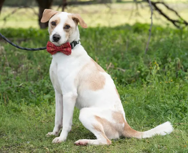 Dog breeder The Barking Lot (APPOINTMENT ONLY) Oceanside