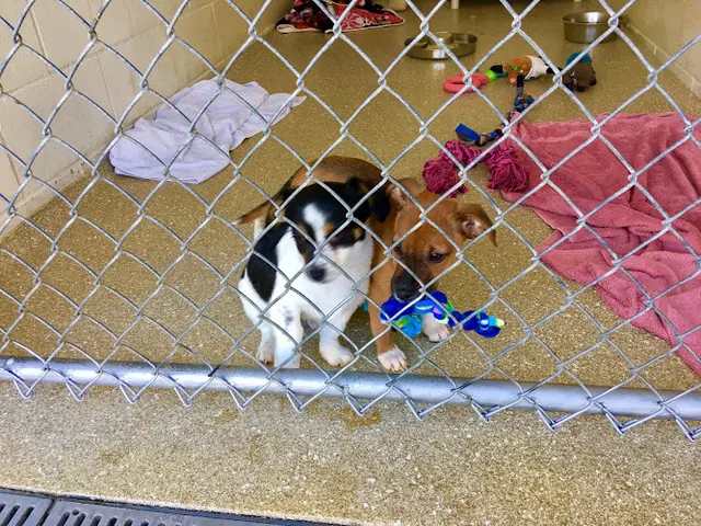 Rescue & Shelter Rancho Coastal Humane Society Oceanside