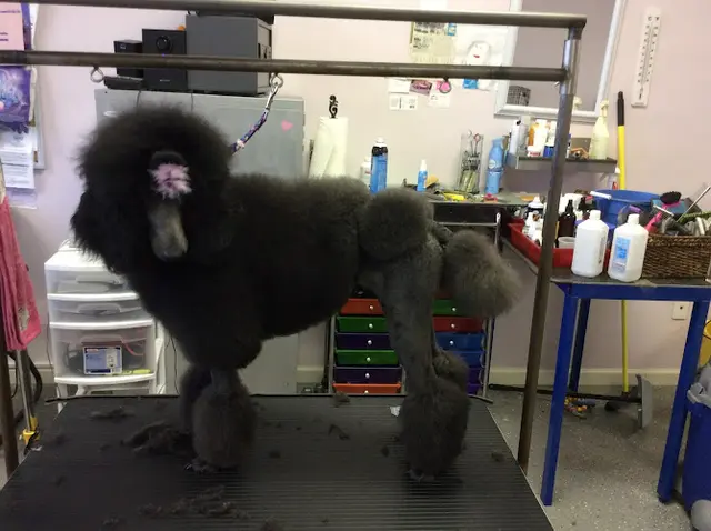 Dog Grooming Best Friend Dog Grooming San Bernardino