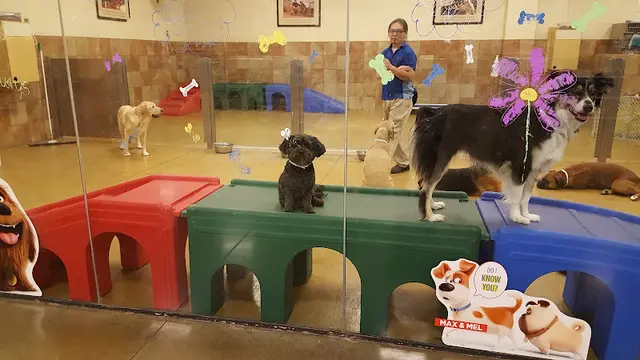 Pet vet PetSmart Pasadena