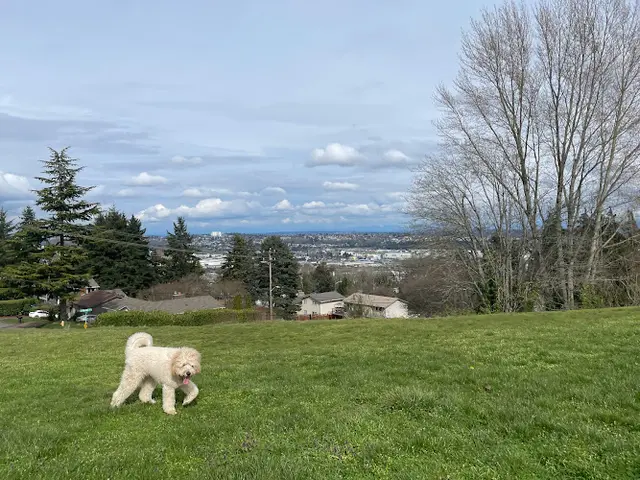 Dog Park Westcrest Dog Park Seattle