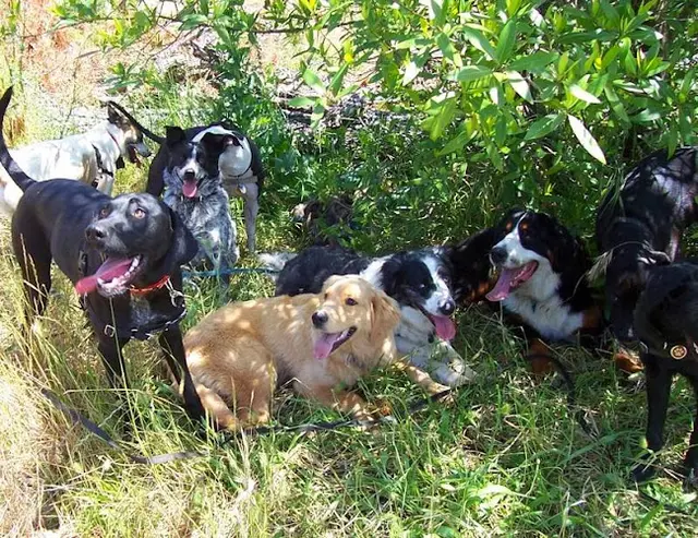 Dog day care center Derby Dogs Berkeley