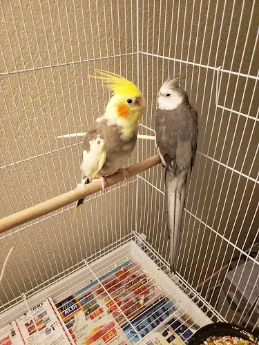 Dog Grooming Groomery-For the Birds & More Bakersfield
