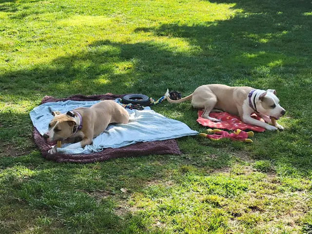 Dog trainer Outrageous Dog Training Orange