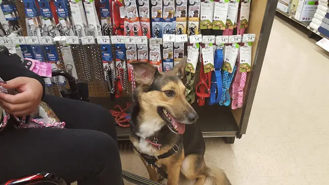 Dog breeder Petco Modesto