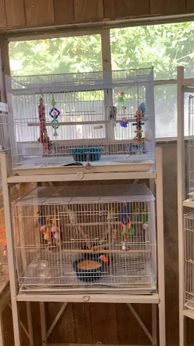Rescue & Shelter Sharon's Birds Bakersfield
