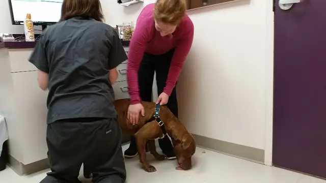 Pet vet Wagly Veterinary Hospital & Pet Campus | Bellevue Kirkland