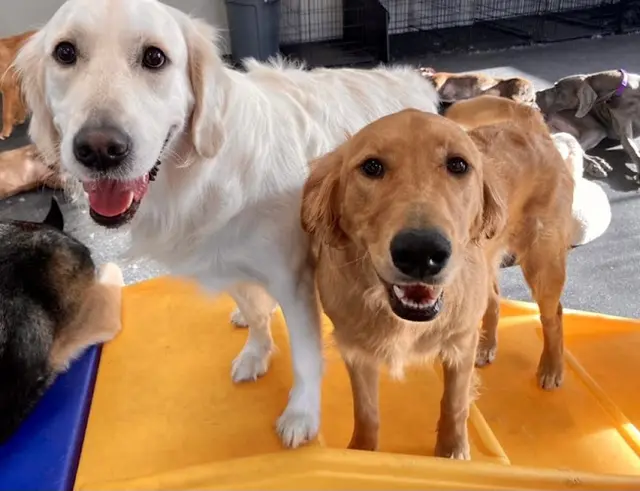 Dog day care center Dogtopia of Lake Oswego Portland