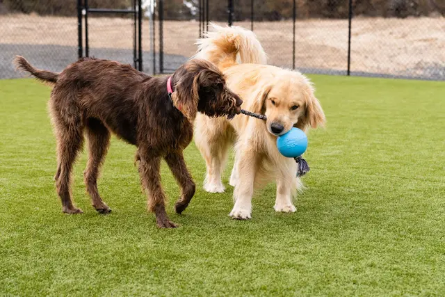 Dog day care center BEND UNLEASHED Bend
