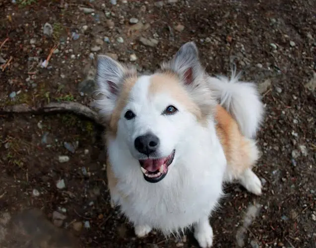 Dog trainer Northshore Veterinary Hospital Bellingham