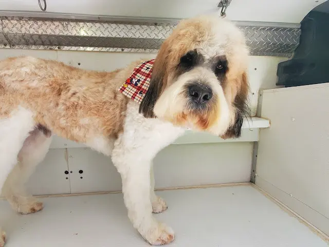Dog Grooming Pet care mobile grooming Murrieta