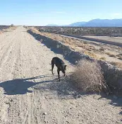 Dog Park Dog Park Sun City Shadow Hills phase 3 Indio