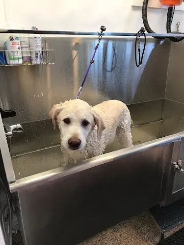 Dog Grooming Cathy's Clean Dogs San Mateo