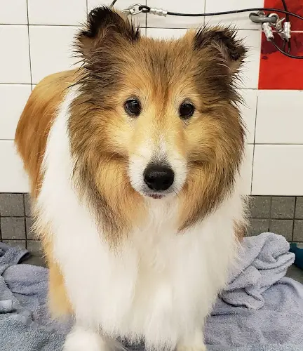 Pet boarding service Pet Food Express San Francisco