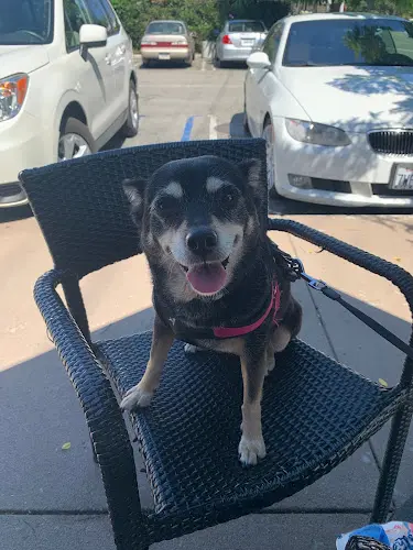 Pet vet Hollypark Pet Clinic Carson