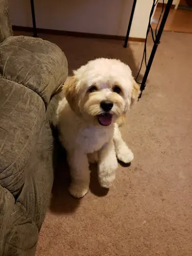 Dog breeder Pupz N Palz Rescue Modesto