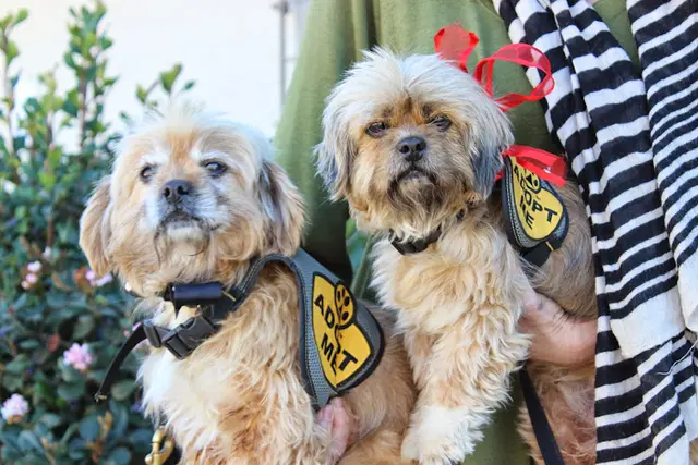 Dog breeder Simi Valley Animal Shelter Ventura