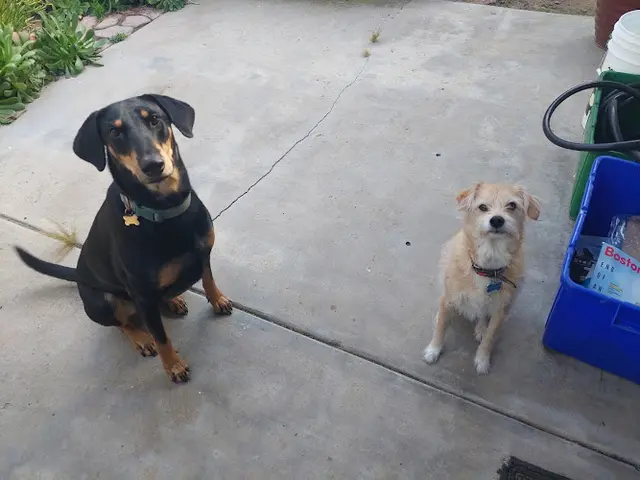 Dog walker Nicole's Dog Walking and Pet Care Carlsbad