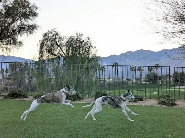 Dog trainer VCA Valley Animal Medical Center & Emergency Hospital Indio