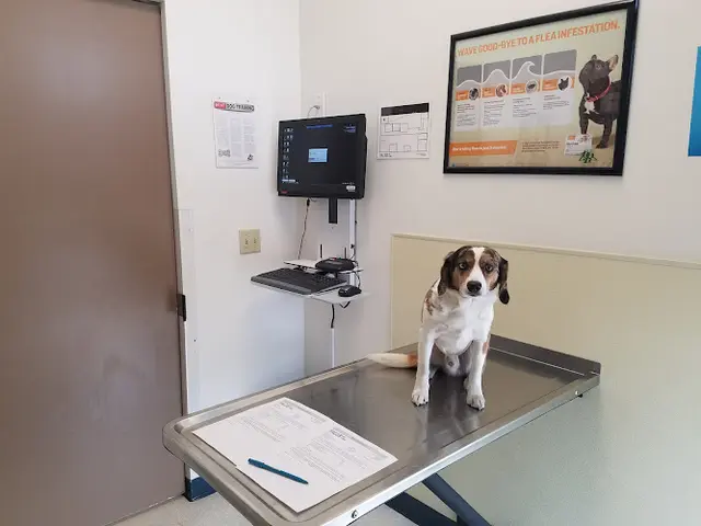 Pet vet Lake Meridian Animal Hospital Kent
