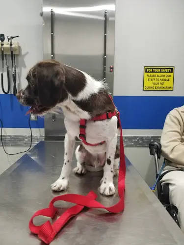 Pet vet Value Vet Simi Valley