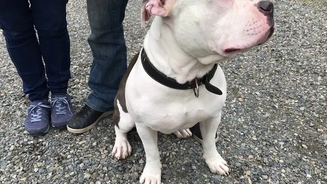 Dog trainer Garrett Stevens' Alpha and Omega Dog Training Kent