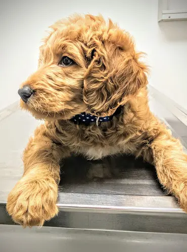 Dog day care center Tri City Veterinary Clinic Vista