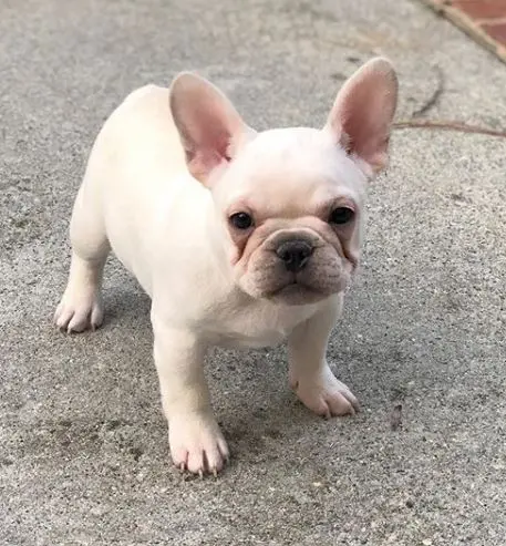 Dog breeder Bullworth French Bulldogs Santa Barbara