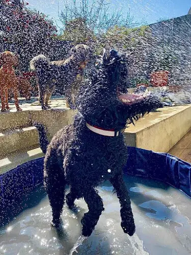 Dog day care center Bay Area Canine Club San Francisco