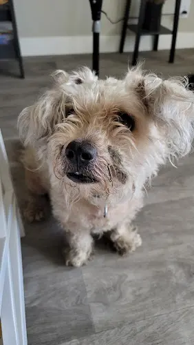 Pet boarding service Costa Mesa Animal Hospital Costa Mesa