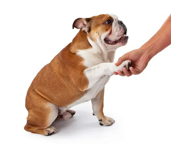Dog breeder Aliso Viejo Animal Hospital Mission Viejo