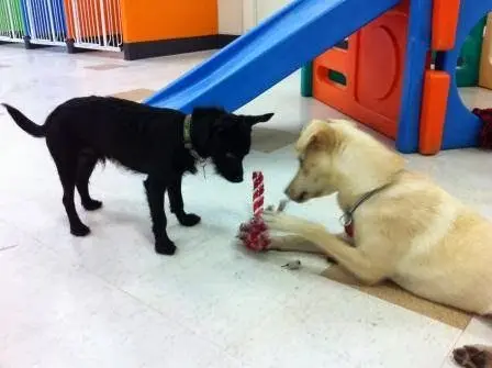 Pet boarding service The Furry Pooch San Jose