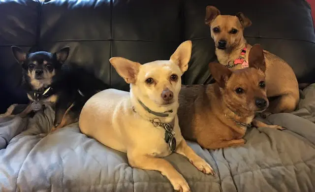 Pet vet Bay Area Pet Pals San Mateo