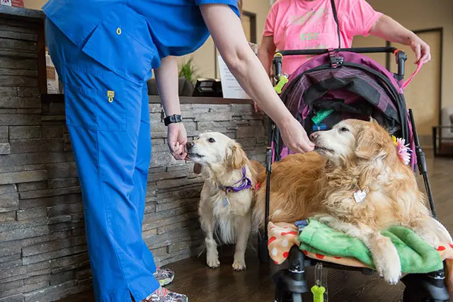 Pet vet Uptown Animal Hospital Tacoma