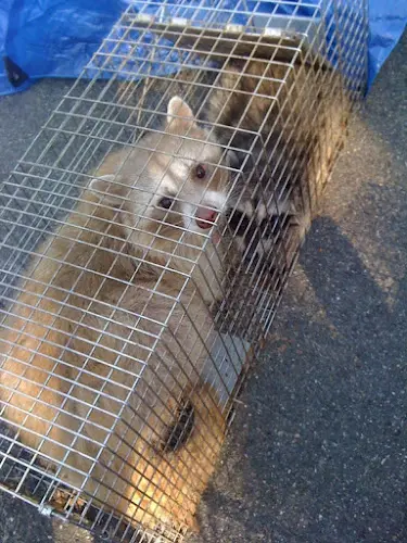 Rescue & Shelter Advanced Animal Removal Concord