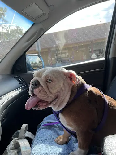 Dog day care center AAA Animal Hospital Corona