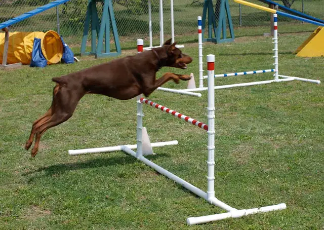 Pet boarding service BlooMoon Pet Resort & Training Chico