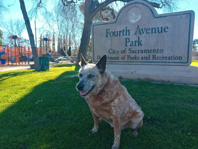 Dog Park Fourth Avenue Park Sacramento