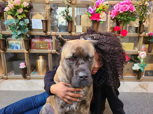 Dog breeder Diaz Cane Corso Vallejo