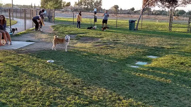 Dog Park Silver Lake Dog Park Inglewood
