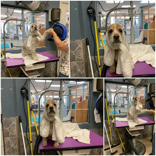Pet boarding service Claws N Paws Day Spa Costa Mesa