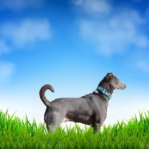 Dog walker Marion County Dog Services Salem
