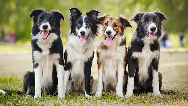 Pet boarding service Thornhill Pet Hospital Oakland