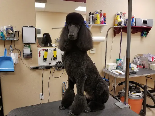 Pet boarding service Diamond in the Ruff Pet Salon Murrieta