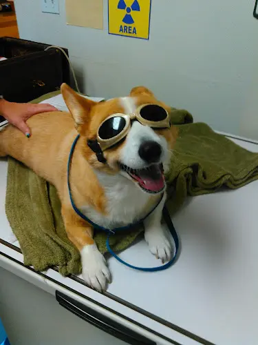 Pet vet Animal Medical Service Yakima