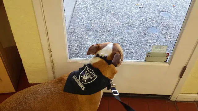 Pet vet VCA Greenhaven Pocket Animal Hospital Sacramento