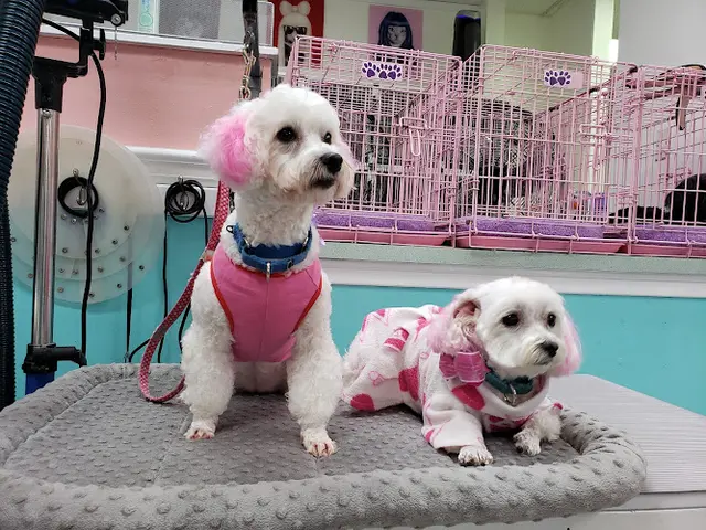 Dog Grooming Old Town Pet Grooming Orange