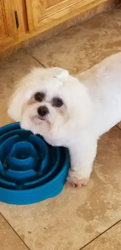 Dog Grooming Dawg's House of Grooming Fullerton